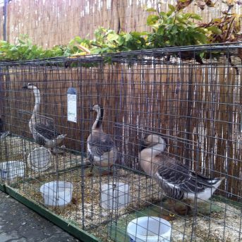 Bild der Dankstelle Kleintierzuchtverein C75 Kirchheim