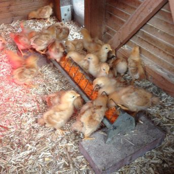 Bild der Dankstelle Kleintierzuchtverein C75 Kirchheim