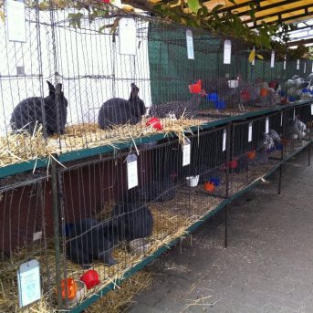 Bild der Dankstelle Kleintierzuchtverein C75 Kirchheim
