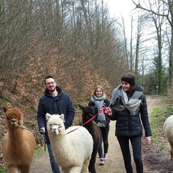 Bild oder Logo der Dankstelle Alpakafarm Hirtenaue