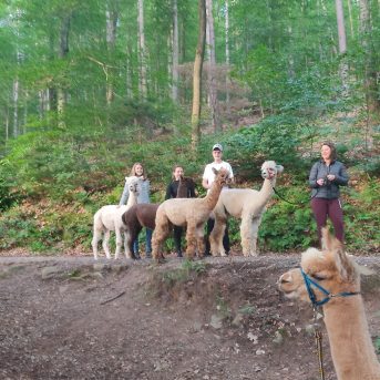 Bild der Dankstelle Alpakafarm Hirtenaue