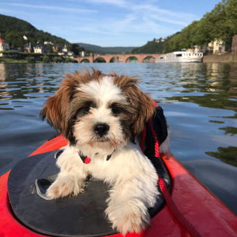 Bild der Dankstelle Paddle Tours Heidelberg