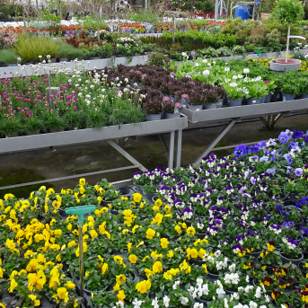 Bild oder Logo der Dankstelle Blumen Elfner GbR